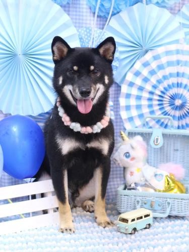 20231129マロくん